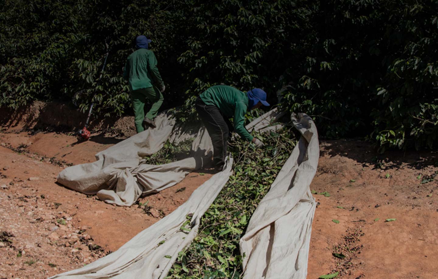 coffee production