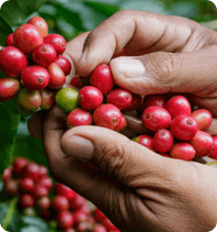 Tierra! - Organic Coffee Collection