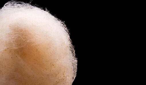 Coffee Candy Floss