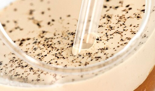 SEMILIQUID PANNA COTTA