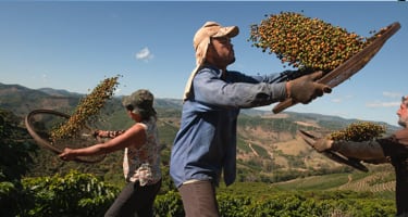 tierra-brasile-100-banner-m