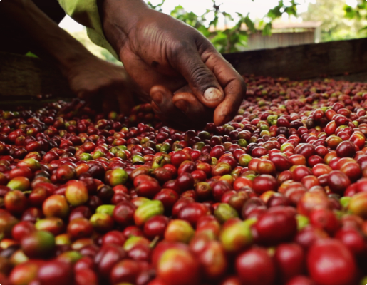 lavazza-40hands-caffeunvaloredacoltivare-imgdx-2-d