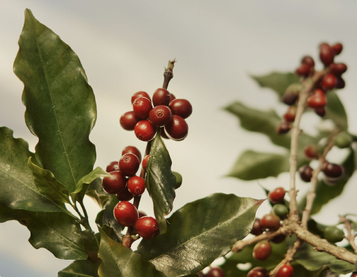 Caffè: un valore da coltivare