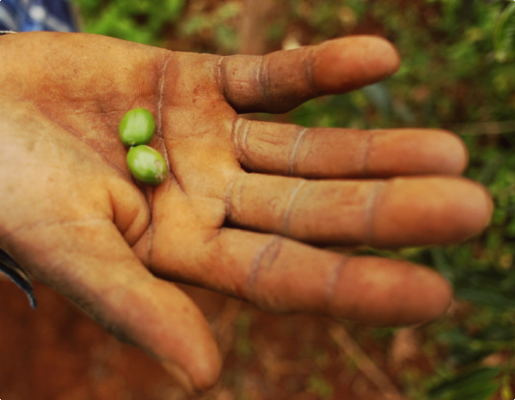 Asnakech e l'oro verde