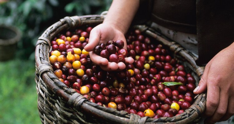 caffe-grani-qualita-rossa-materia-prima-m-399