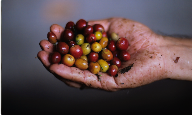 The strength is in the supply chain