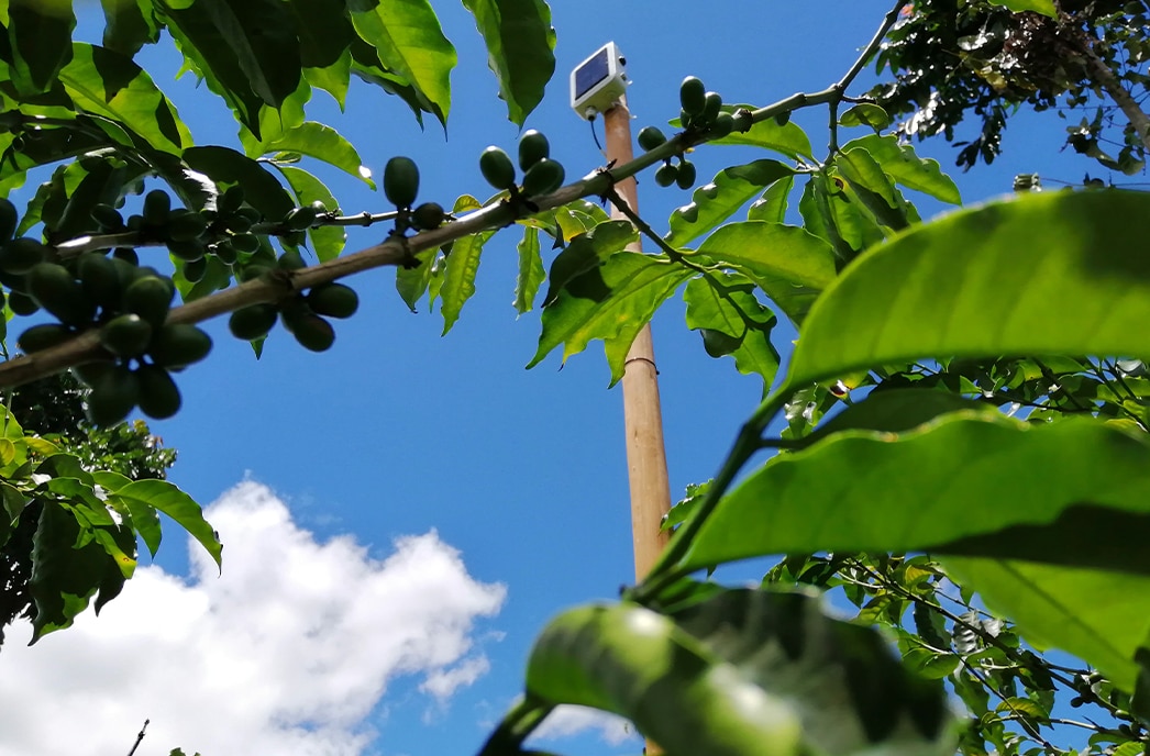 coffee cultivation