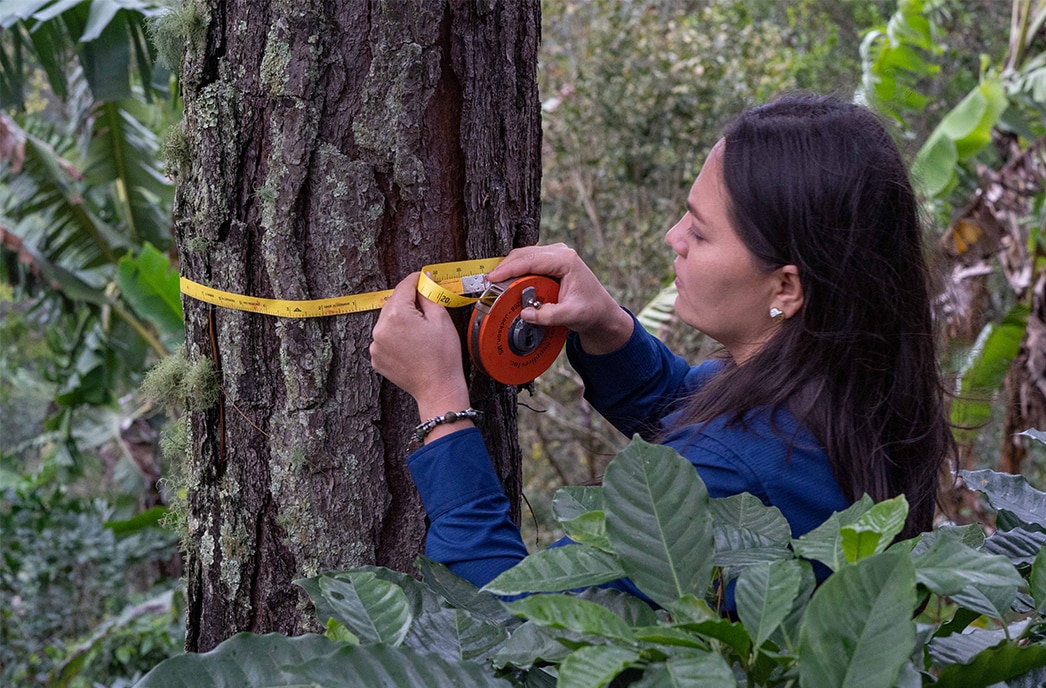 well-being of coffee tree